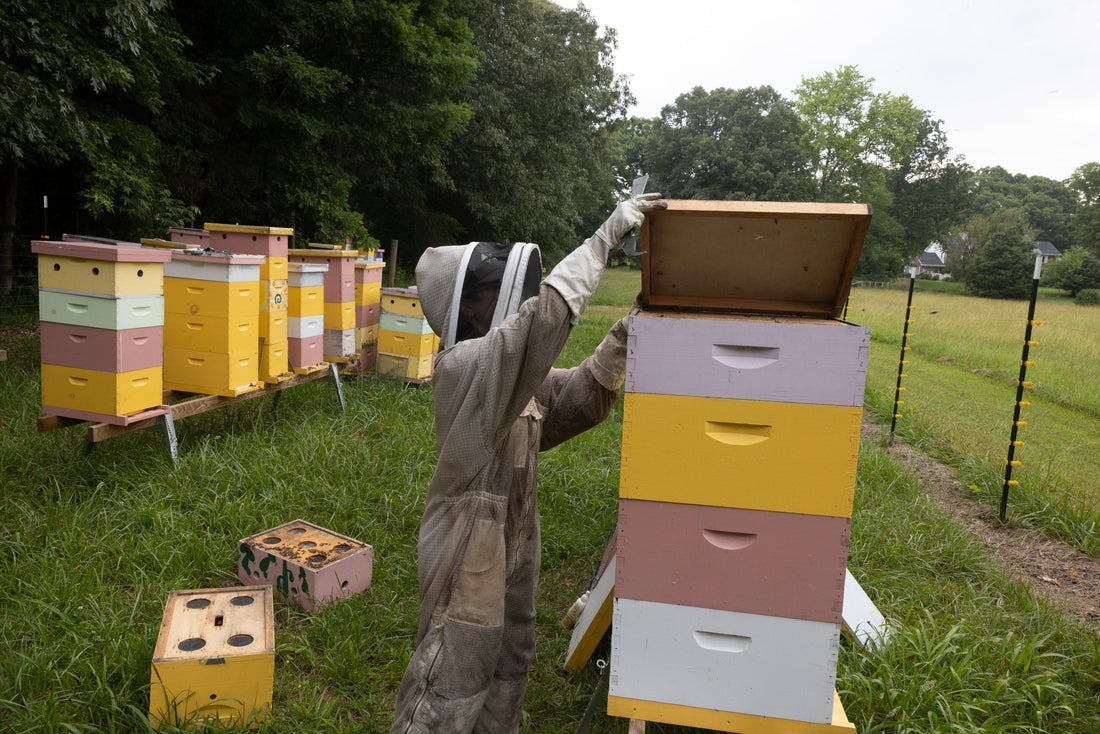 Beekeeper in a protective suit opening stacked colorful hive boxes in a grassy Virginia bee yard in September, with trees and a farm field behind the hives.