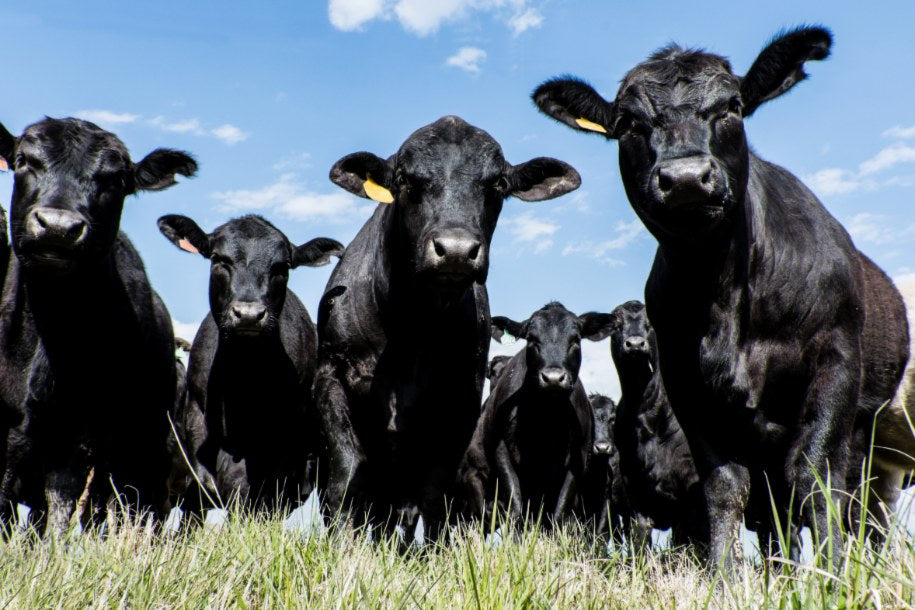 Cattle in a Fluvanna pasture, featured image from Fluvanna Review’s Farming for generations in Fluvanna.