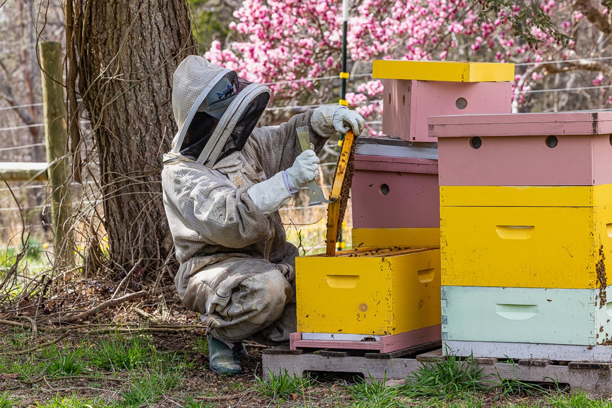 Beekeeper working a colorful hive at Edgewood Apiaries & Farm, photograph by Jon Golden for Richmond Magazine.