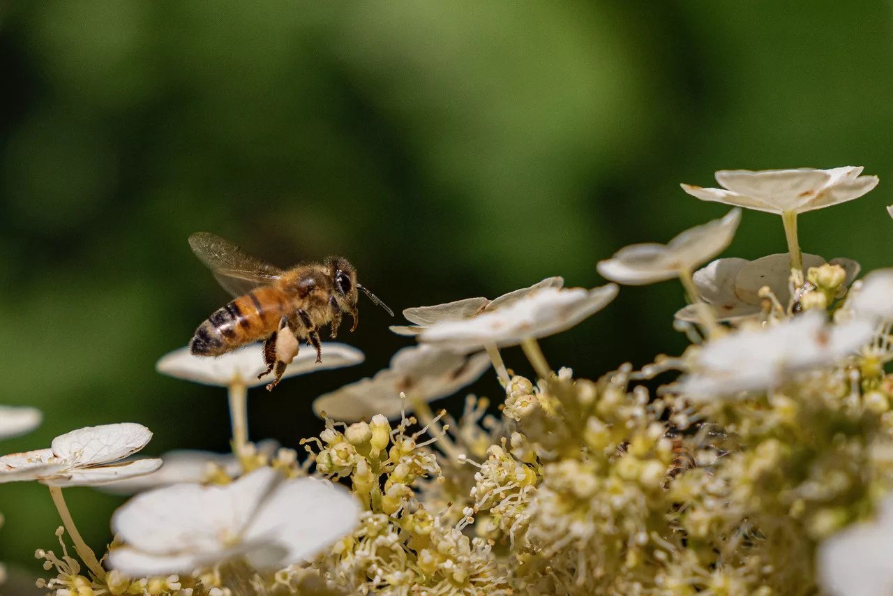 Honeybee on white blossoms, featured image from Virginia Living’s Tour the Tastes of Virginia Through Honey.